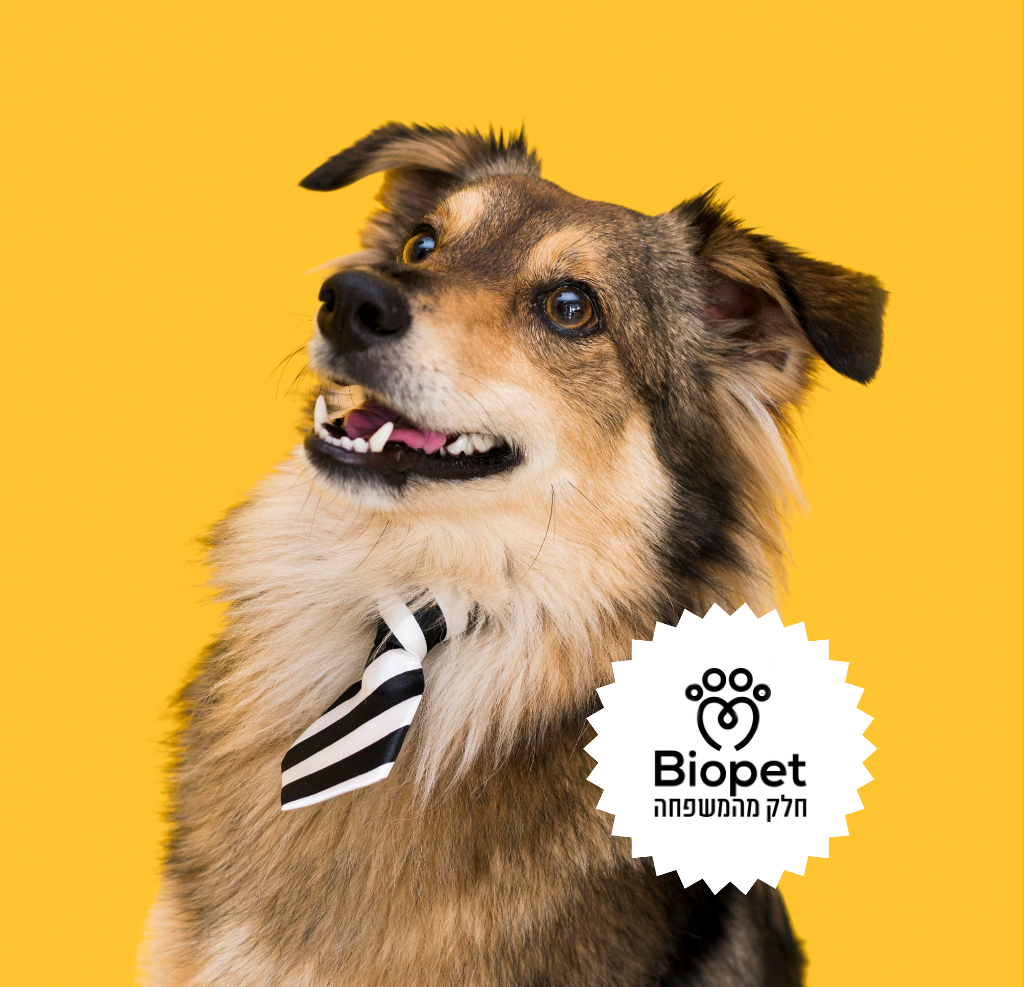 pet marketing agency delivered big results for Biopet